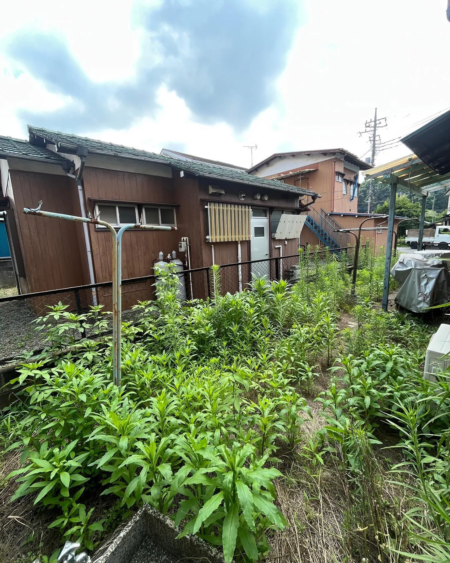 【練馬区】🌿🌱草刈り🌱🌿🚚🚚🚚