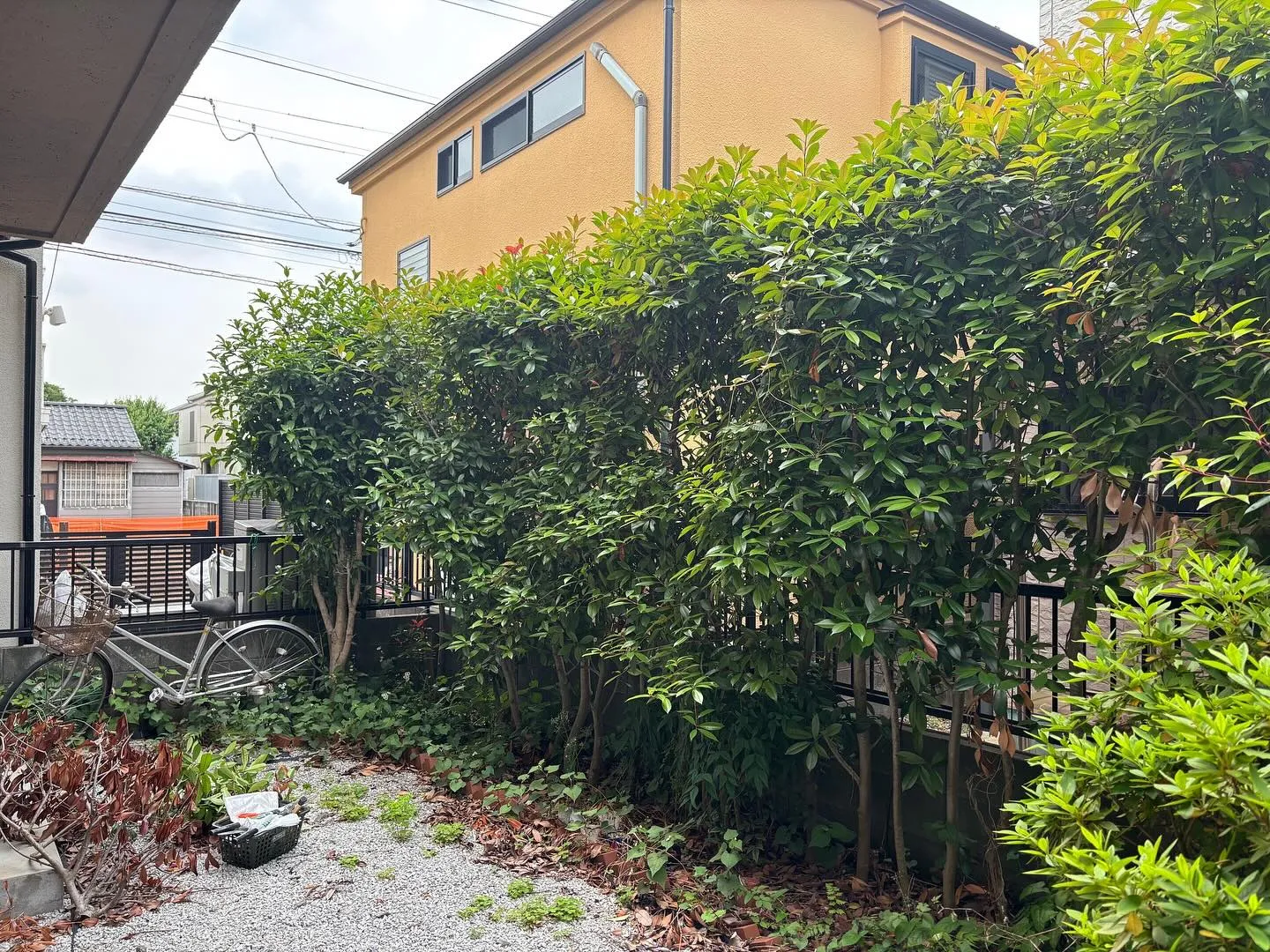 【練馬区】🌲🌲剪定伐採草取り🌲🌲