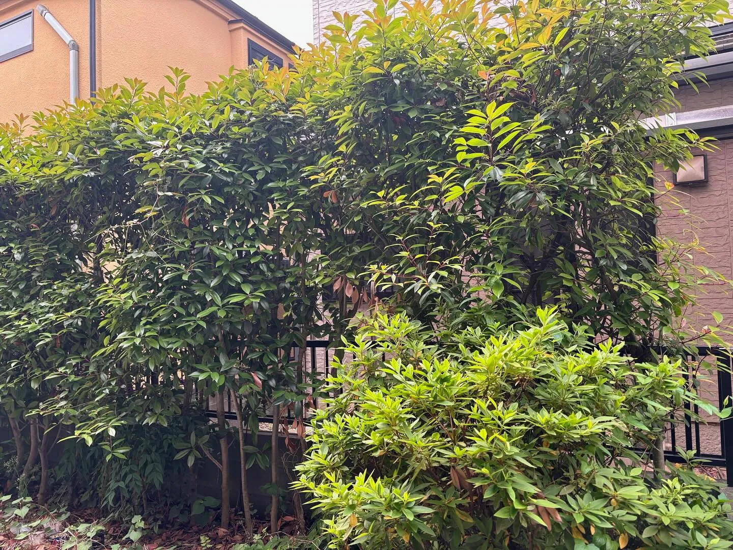 【練馬区】🌲🌲剪定伐採草取り🌲🌲