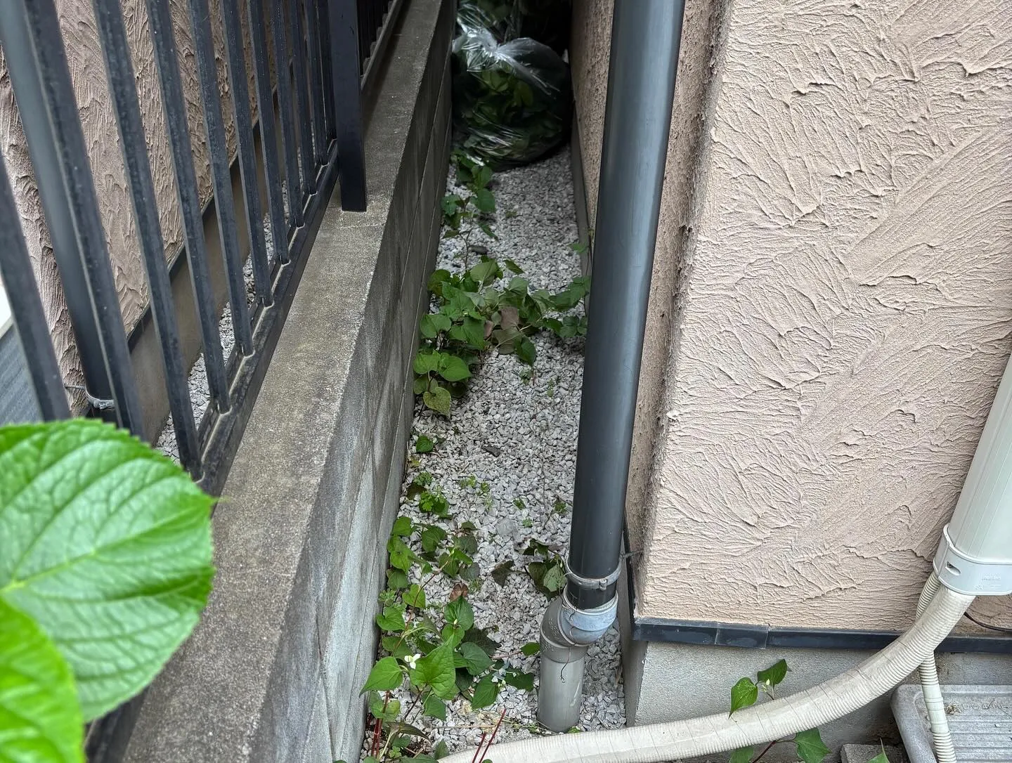 【練馬区】🌲🌲剪定伐採草取り🌲🌲