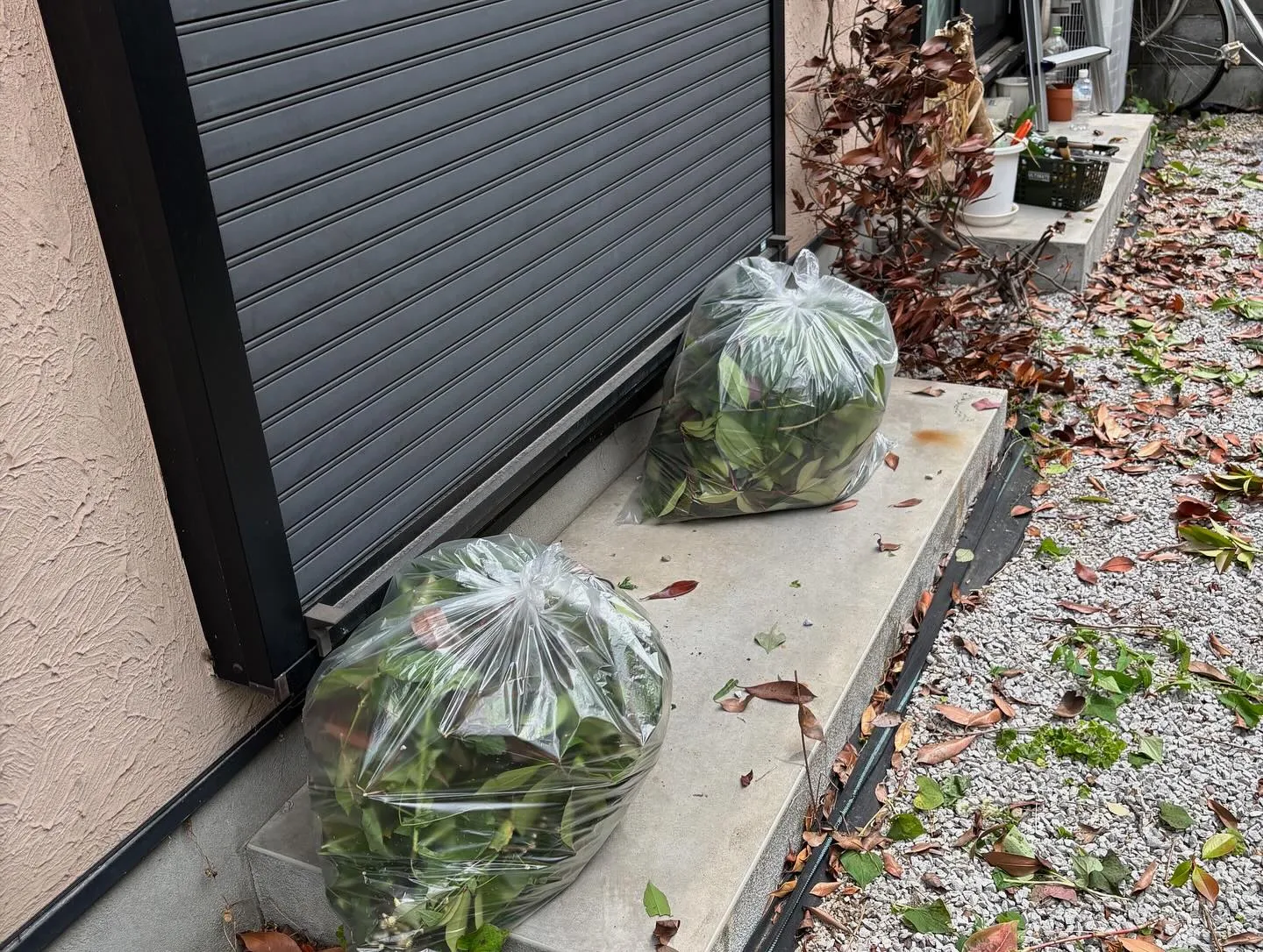 【練馬区】🌲🌲剪定伐採草取り🌲🌲