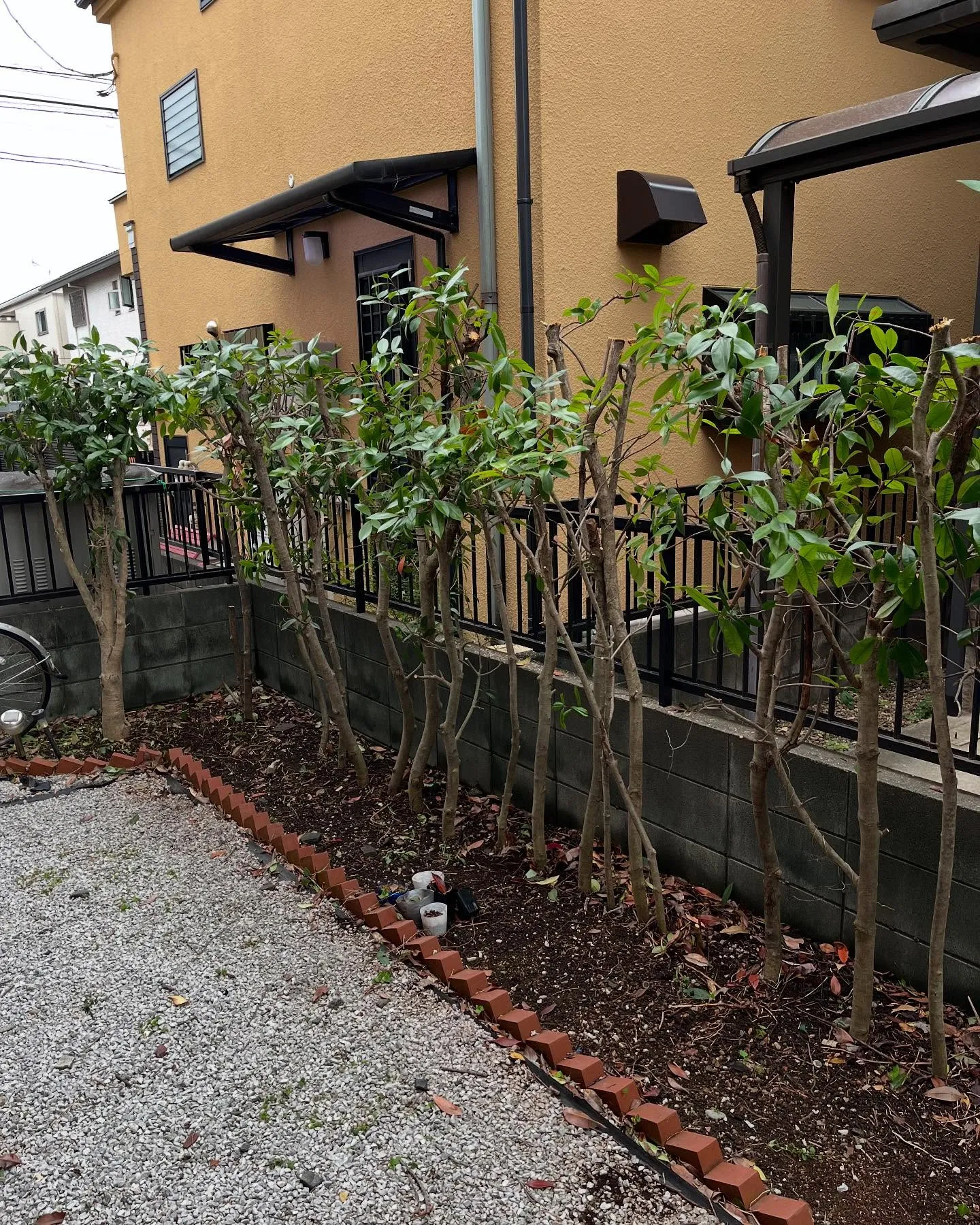 【練馬区】🌲🌲剪定伐採草取り🌲🌲