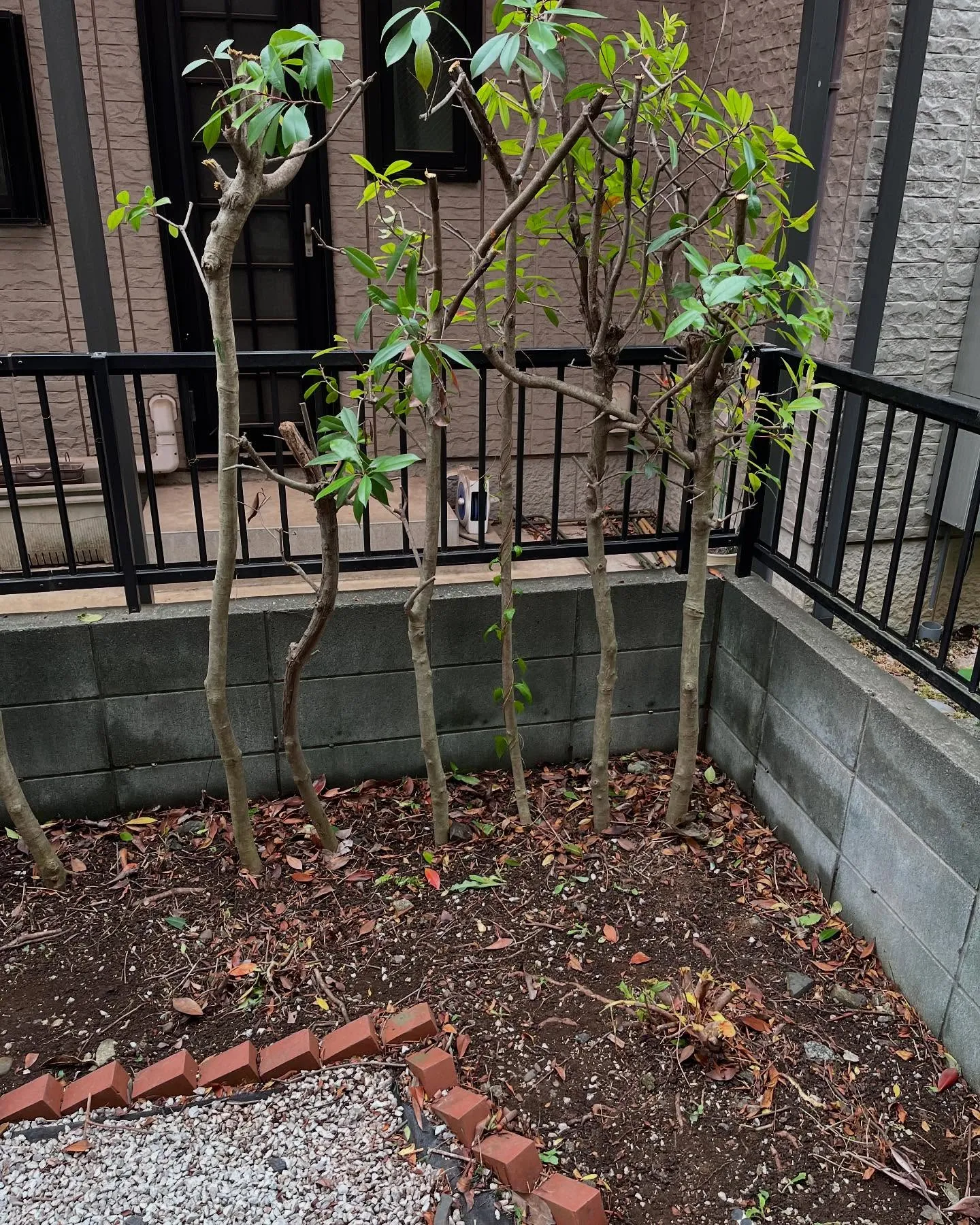 【練馬区】🌲🌲剪定伐採草取り🌲🌲