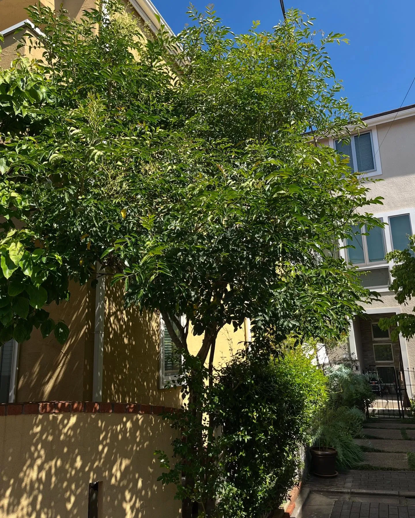 【練馬区】🌲🌲剪定、枝落とし🌲🌲