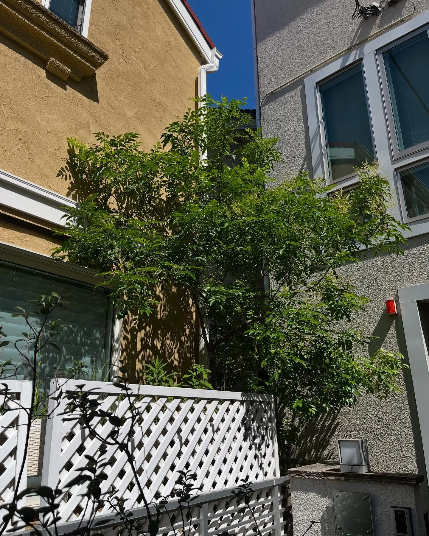 【練馬区】🌲🌲剪定、枝落とし🌲🌲