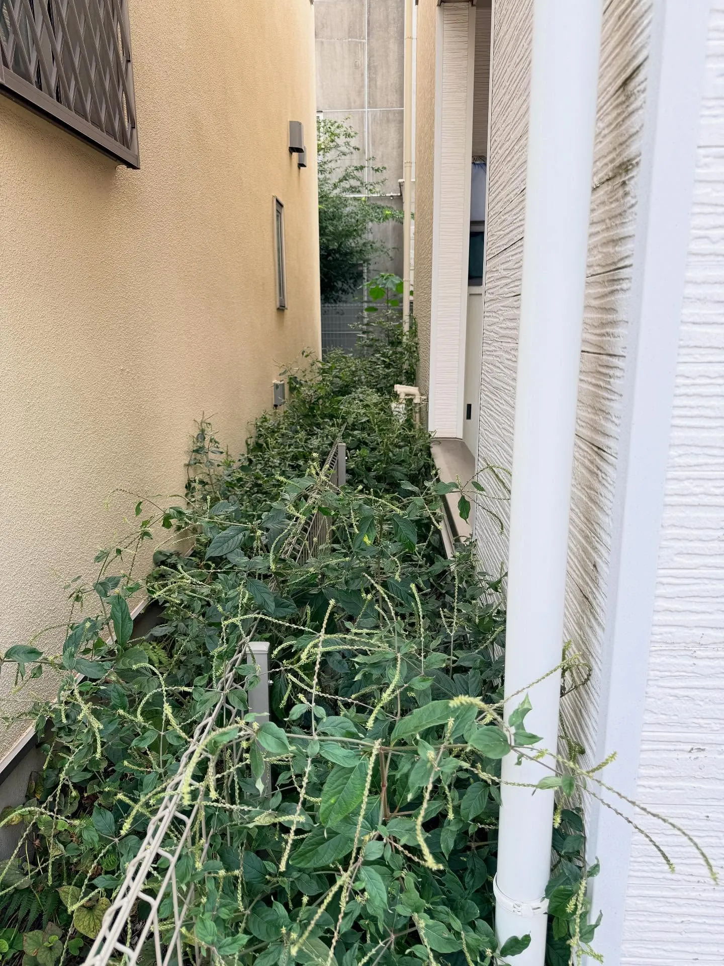 【練馬区】🪴🪴お庭のお手入れ🪴🪴